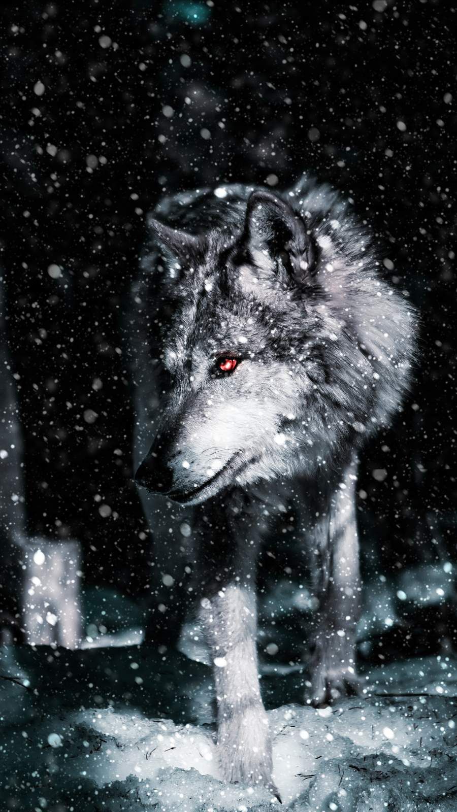 Alpha wolf background HD wallpapers | Pxfuel