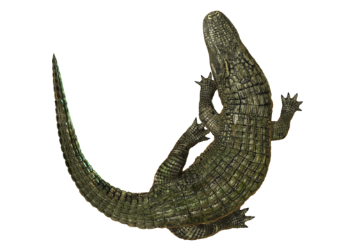 Alligator png transparent images free download vector files