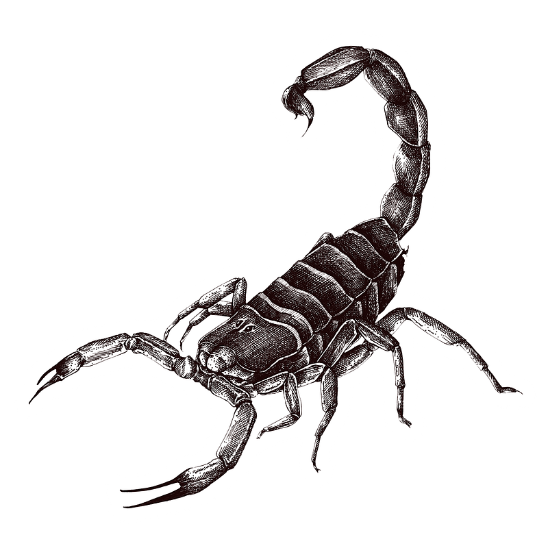 Scorpion vintage illustration images free photos png stickers wallpapers backgrounds