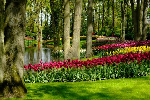 The Most Beautiful Flower Garden in the World, Without People