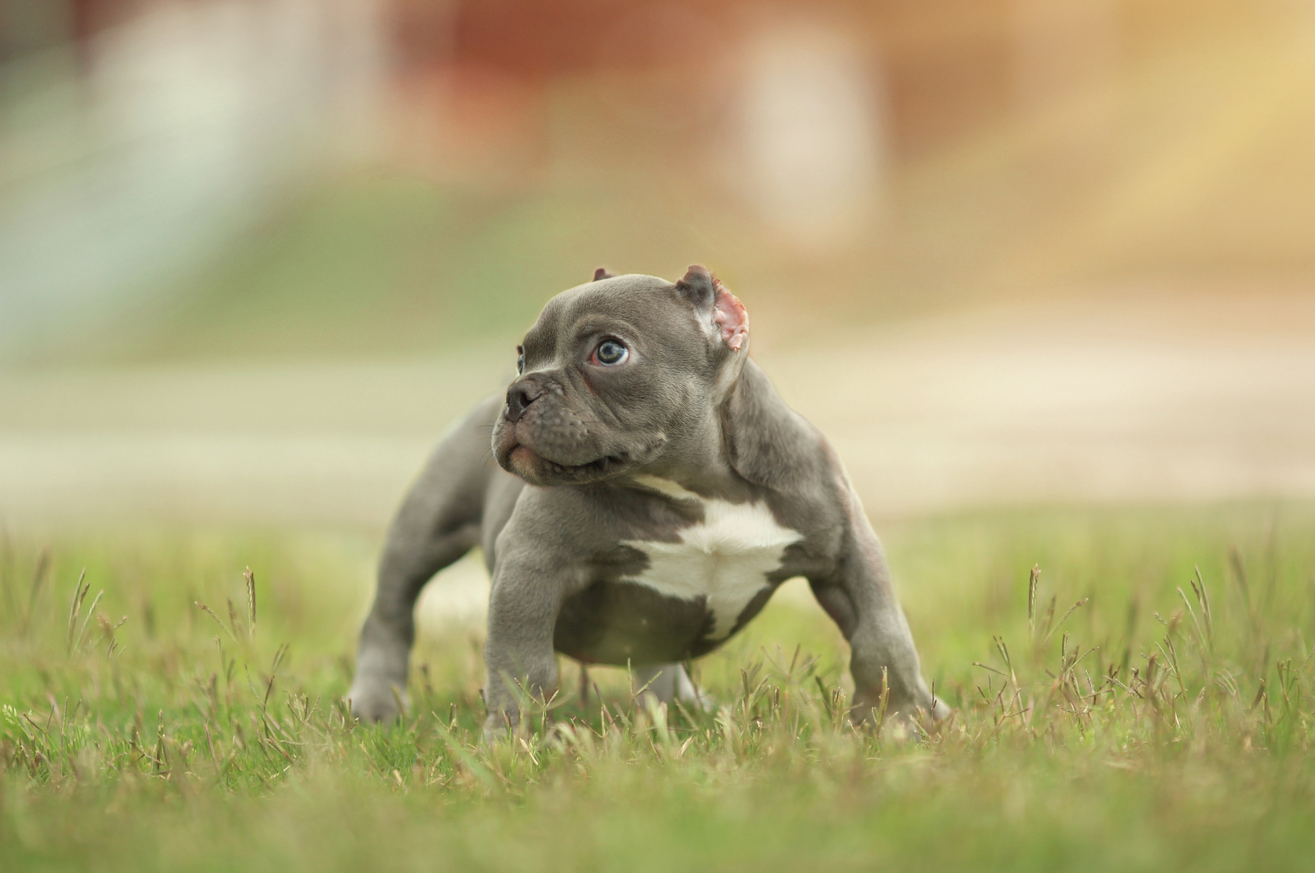 Download Free 100 + american bully Wallpapers