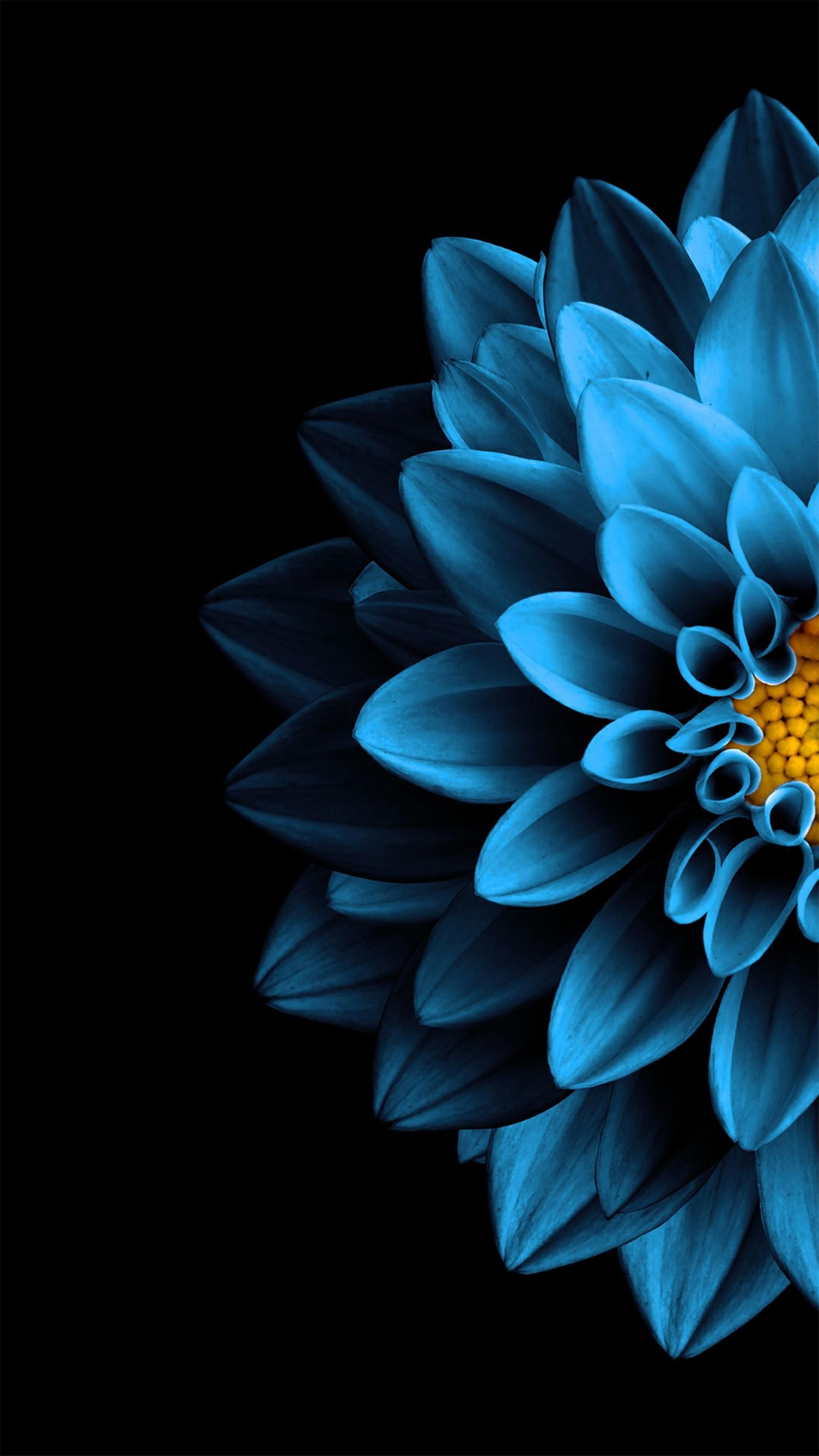 Amoled flower wallpapers