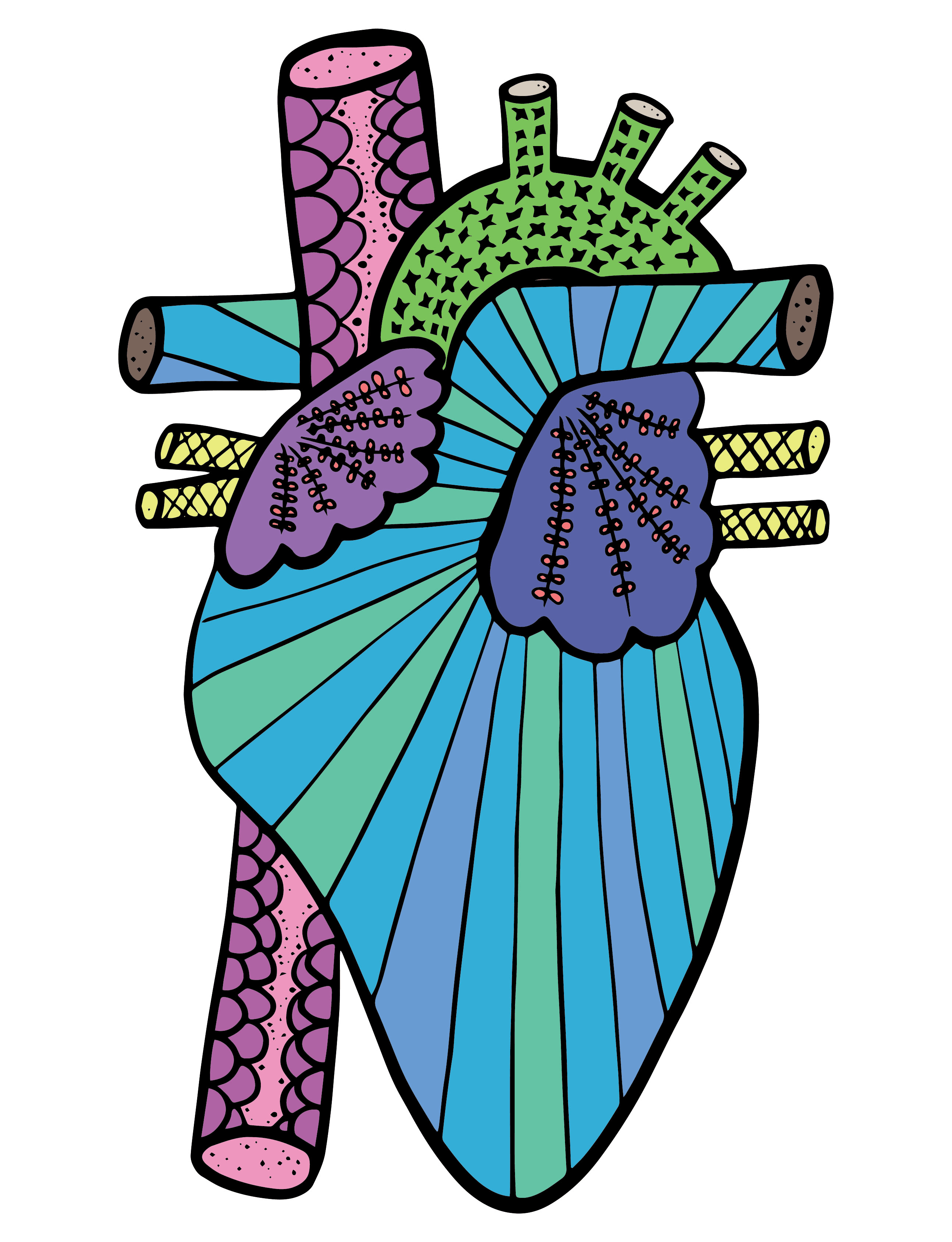 Anatomical hearts