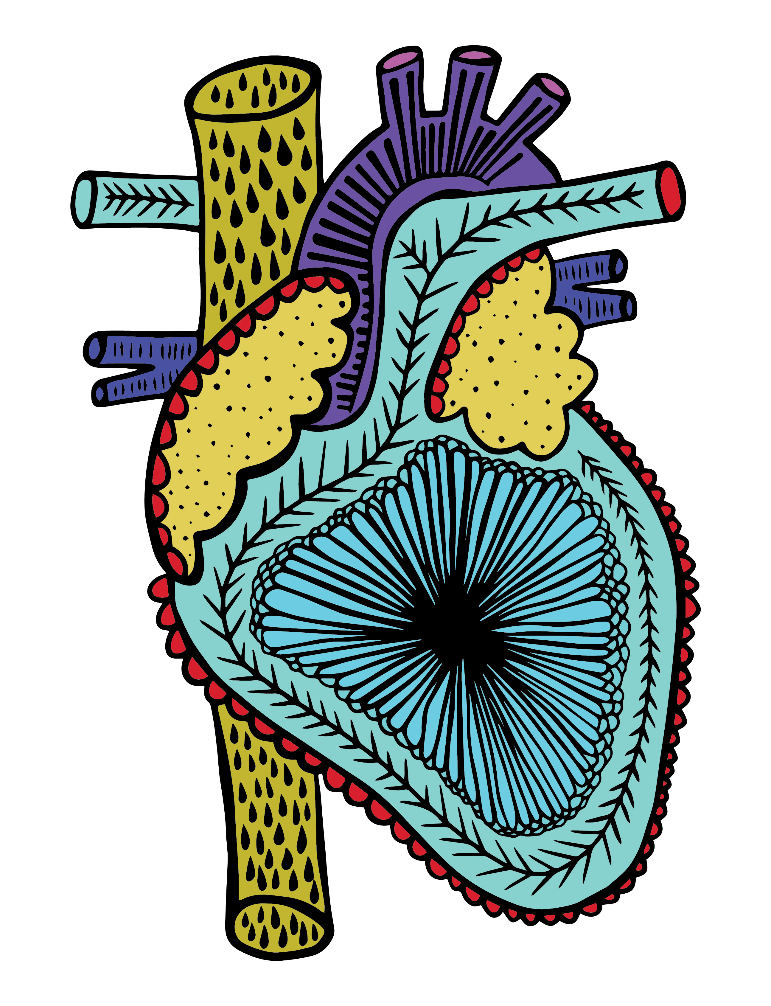 Anatomical hearts