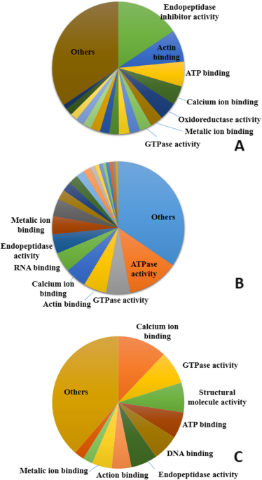 The proteomics of roadside hawk rupornis magnirostris broad