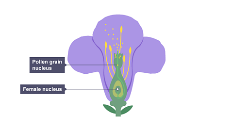 Cells and reproduction