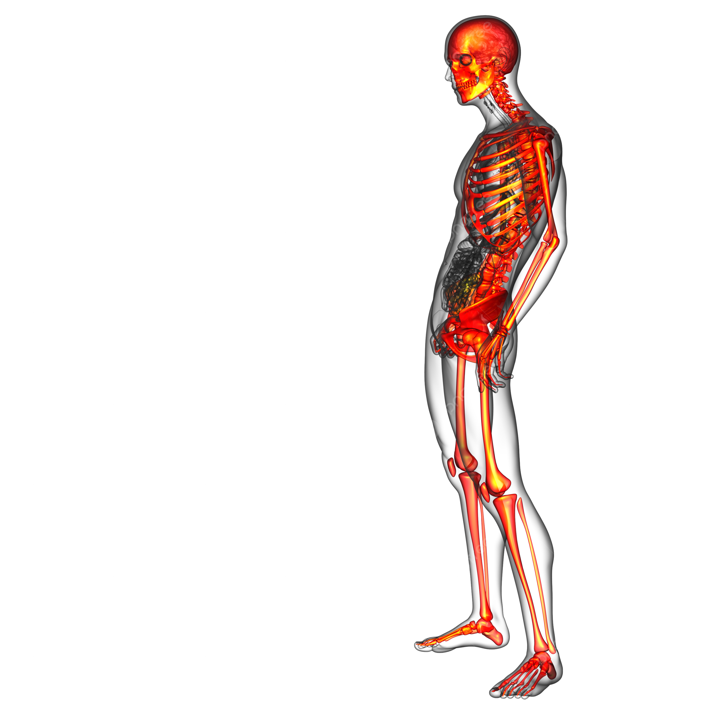 Skeletal png transparent images free download vector files