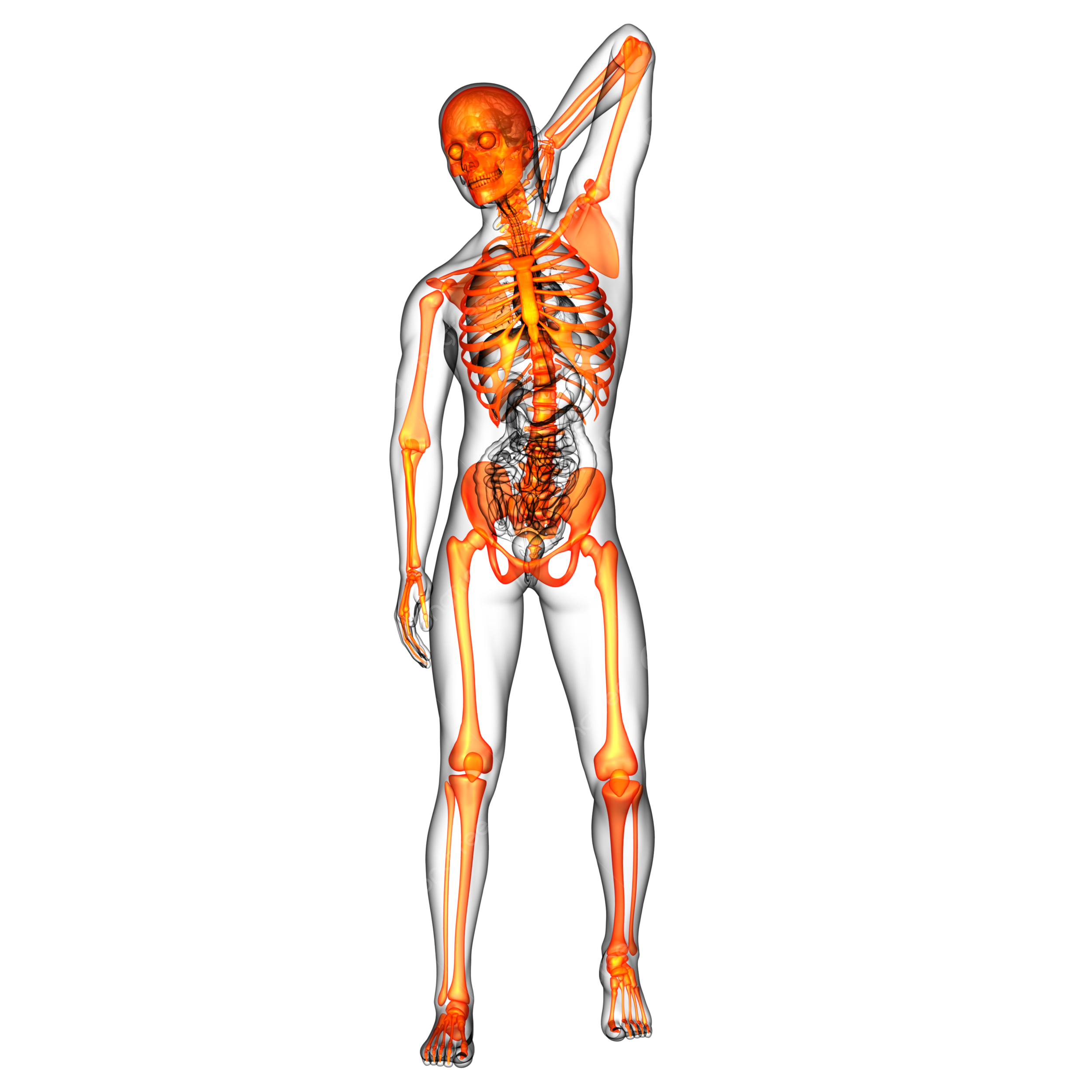 Skeletal png transparent images free download vector files