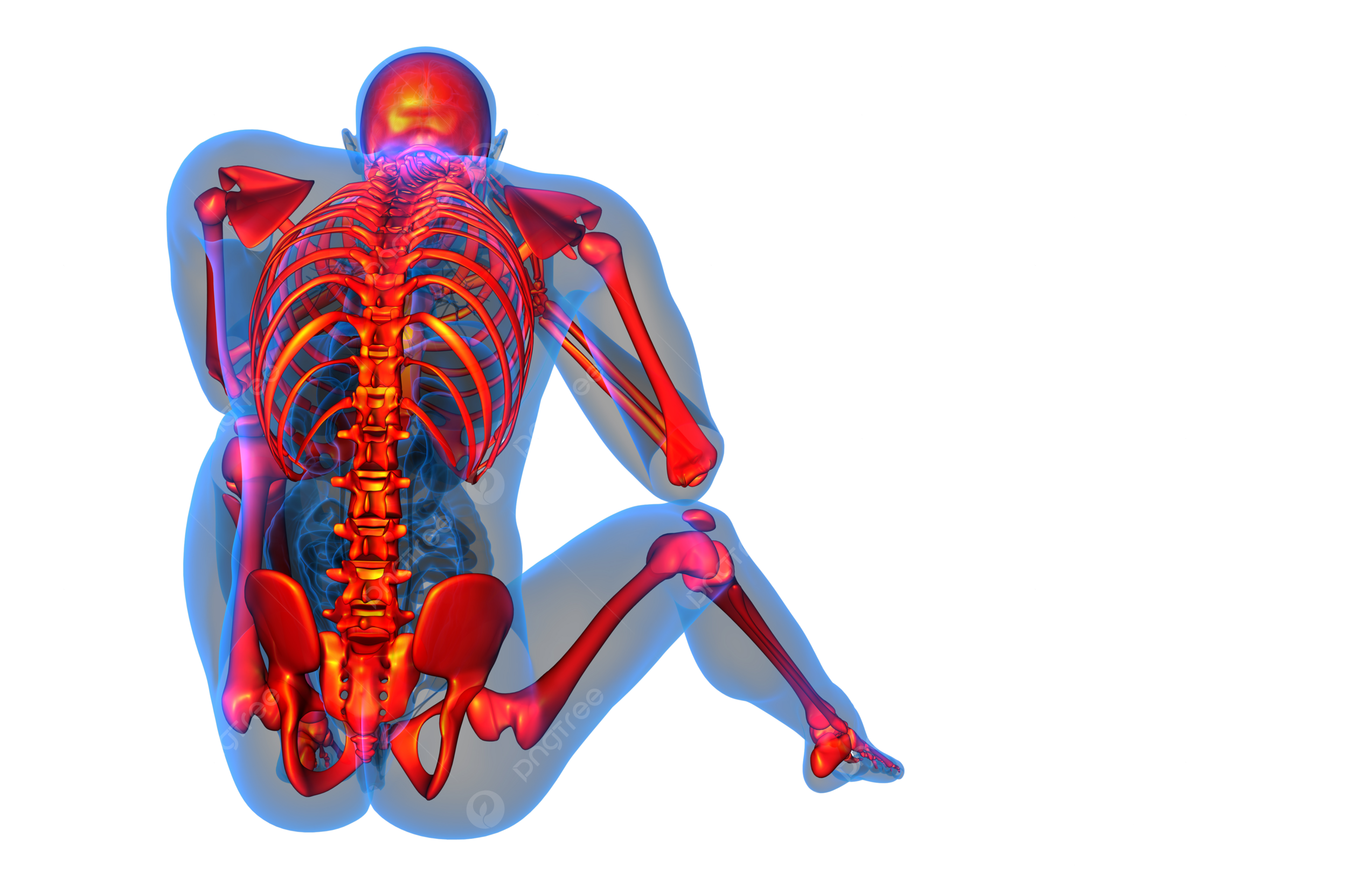 Skeletal png transparent images free download vector files