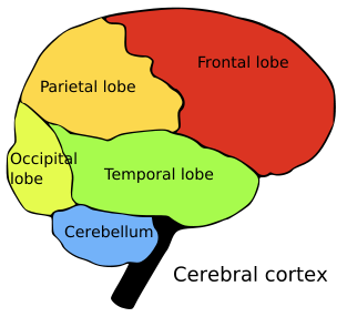 Which part of your brain is useful to solve problems and puzzles