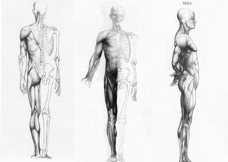 Human anatomy in three ways wallpapers hd desktop and mobile backgrounds