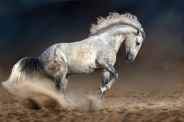 White andalusian horse stock photos pictures royalty