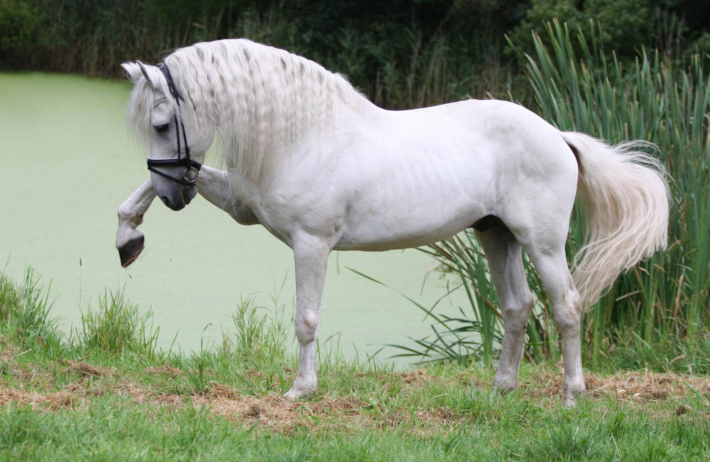 Magnificent white andalusian horse wallpaper andalusian horse horses horse wallpaper