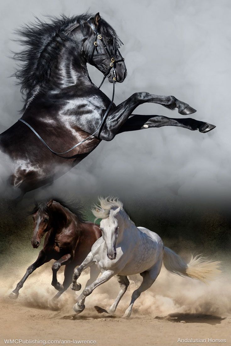Andalusian horse wallpapers