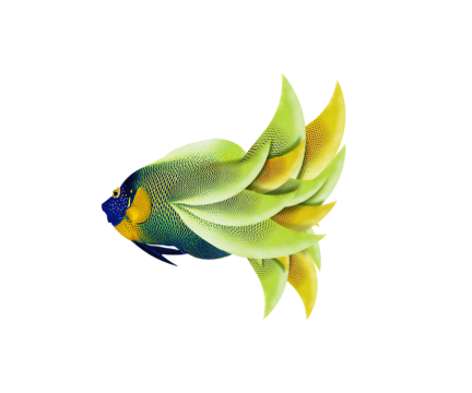 Blueface angelfish png vector psd and clipart with transparent background for free download