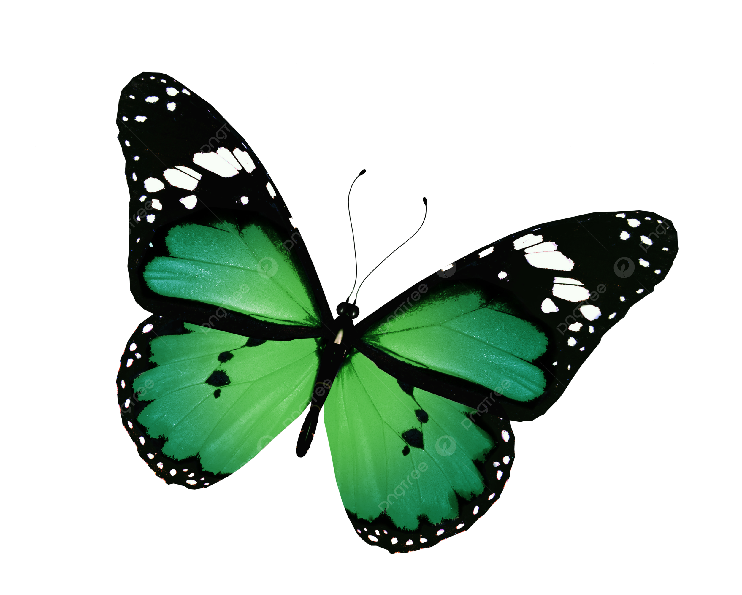 Single wing png transparent images free download vector files