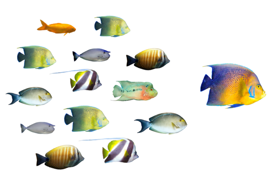 Boss fish png transparent images free download vector files