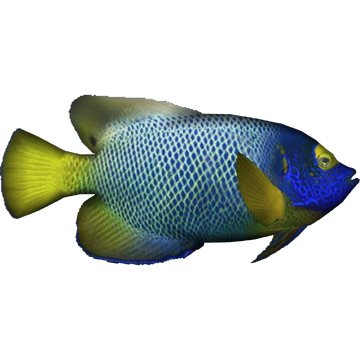 Blueface angelfish dycki zt download library wiki