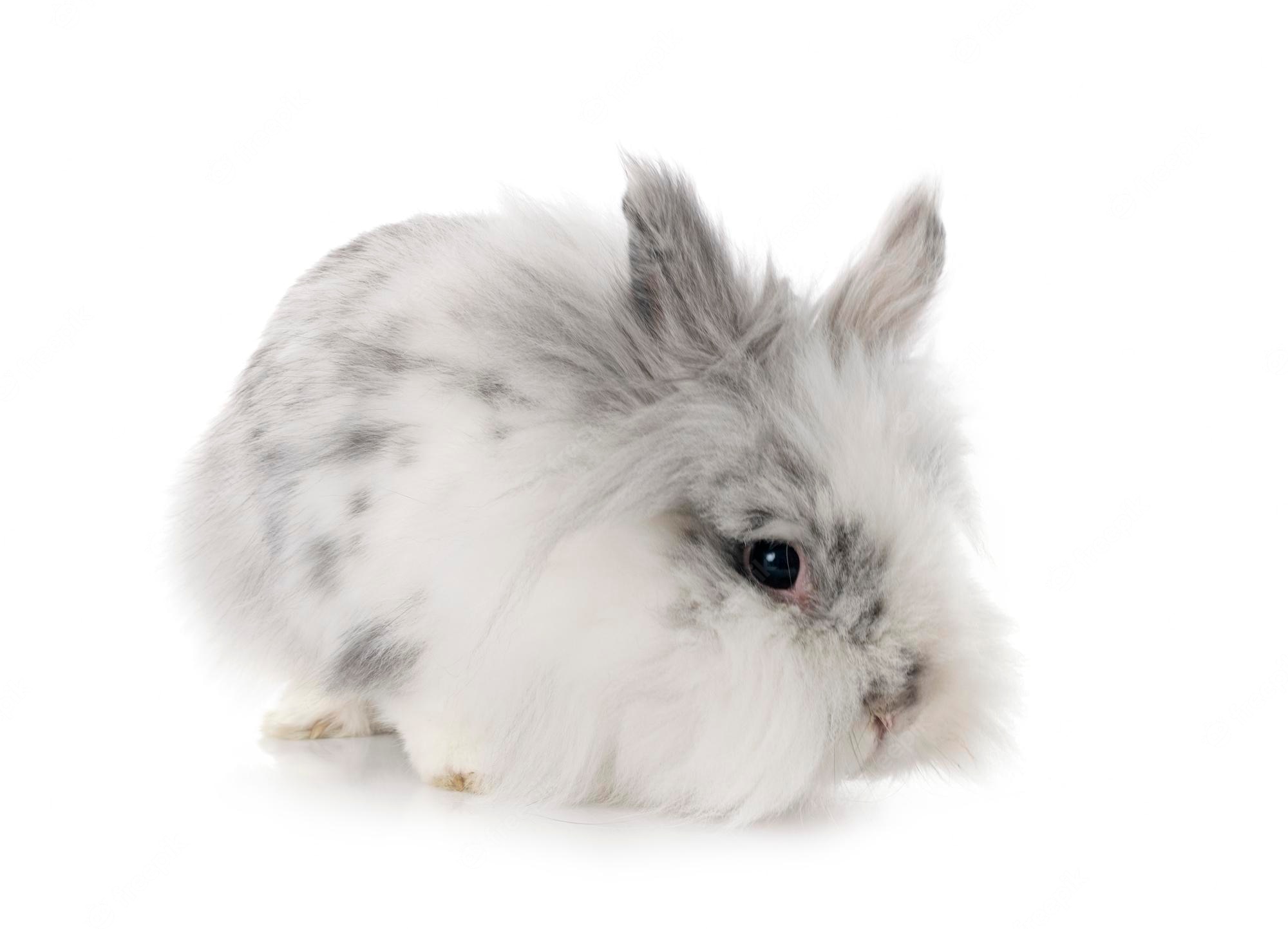 Download Free 100 + angora rabbit wallpaper