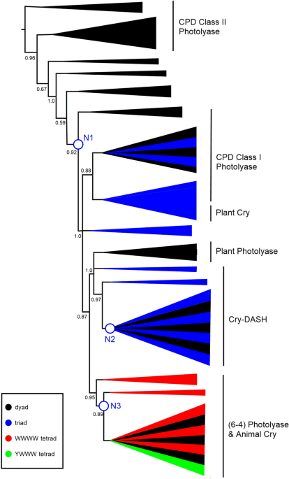 A case study of eukaryogenesis the evolution of photoreception by photolyasecryptochrome proteins journal of molecular evolution