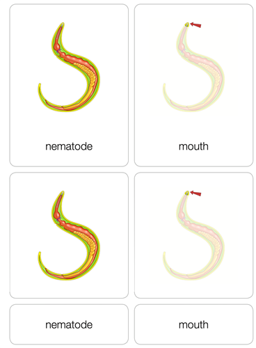 Montessori materials parts of a nematode puzzle with nomenclature cards