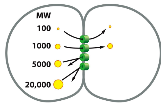 Topic cell junctions and cell adhesions bs molecular and cellular biology ii