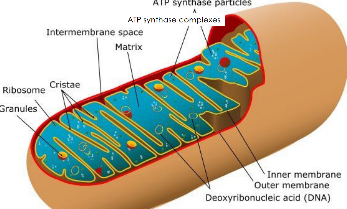 Topic mitochondrial and plastid genomes bs molecular and cellular biology ii