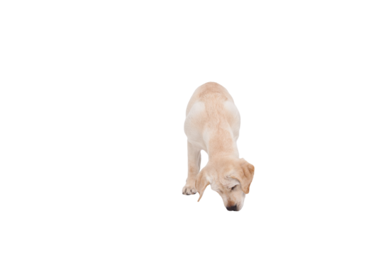 Dog standing png transparent images free download vector files