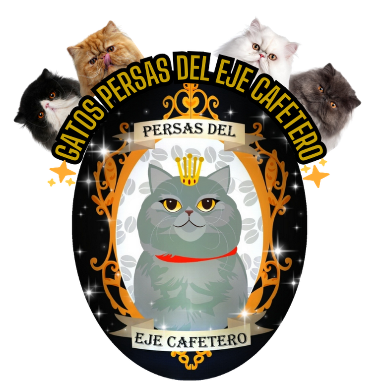 Gatos persas del eje cafetero