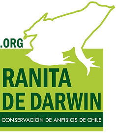 Ong ranita de darwin proyecto emerge