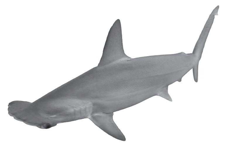 Hammerhead images free photos png stickers wallpapers backgrounds