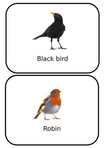 Bird flash cards teaching resources