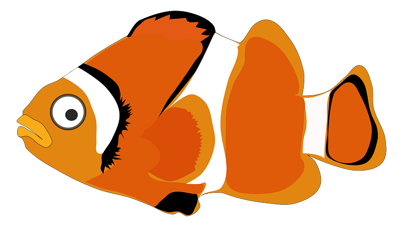 Clownfish png illustration transparent background free png