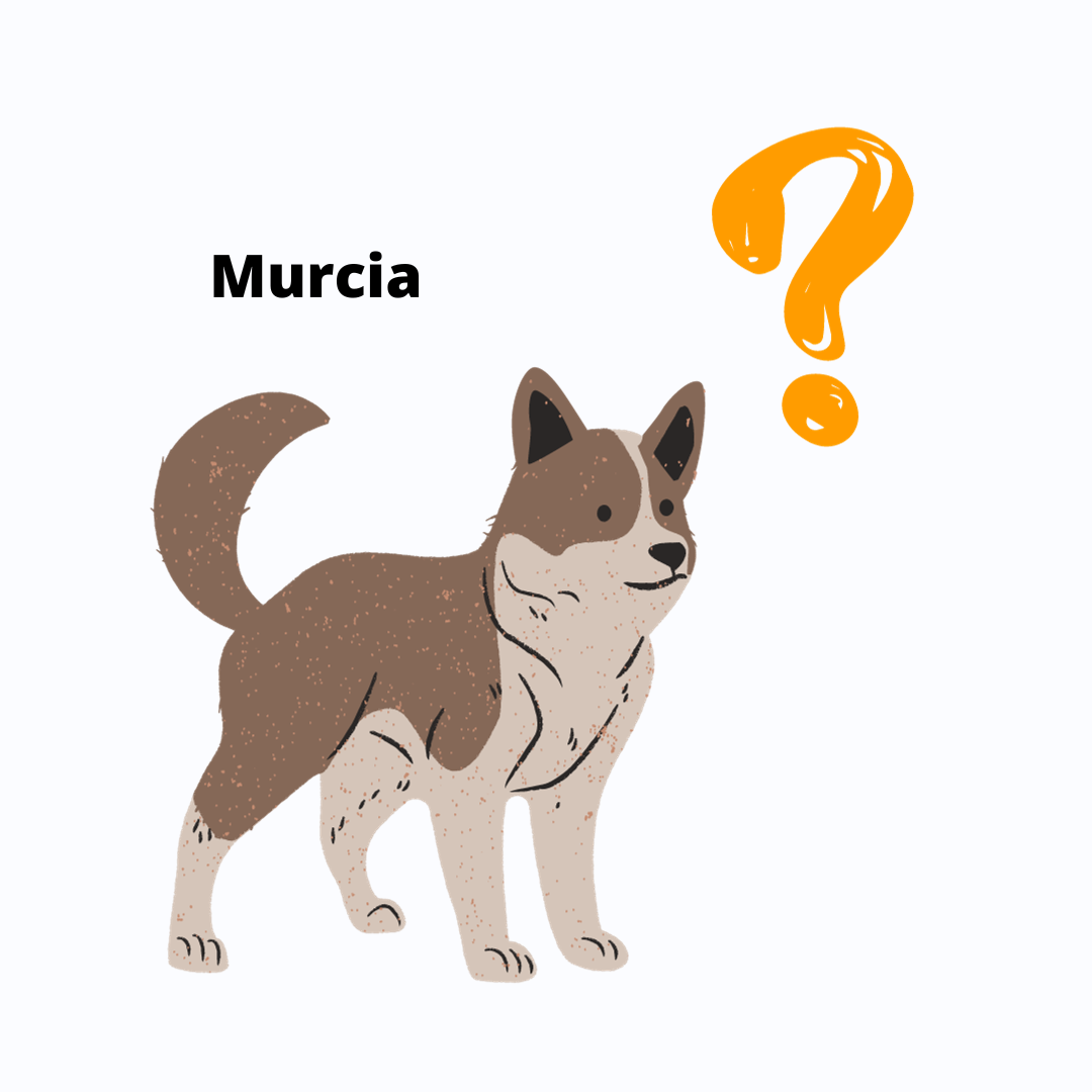 Encontrar perro perdido en murcia