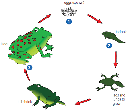 Reproduction animals chapter notes