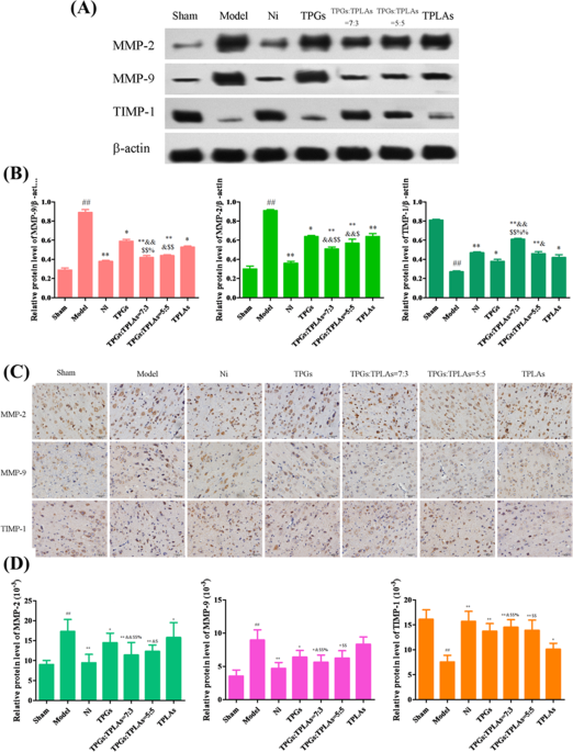 The effect and mechanism of bination of total paeony glycosides and total ligustici phenolic acids against focal cerebral ischemia scientific reports