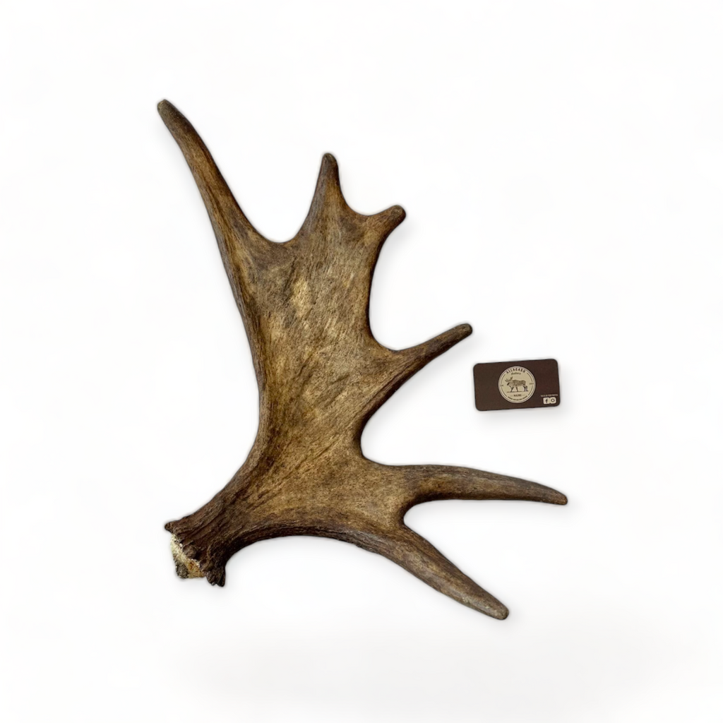 Whole moose antler dog chews â allagash antlers