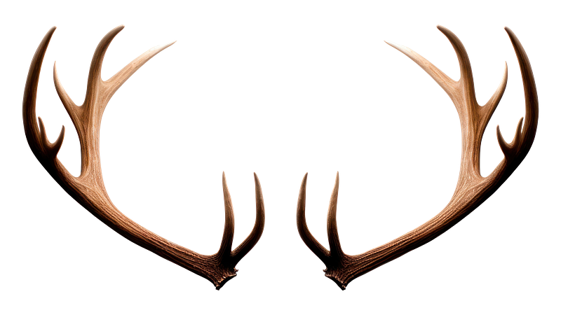 Deer skull images free photos png stickers wallpapers backgrounds