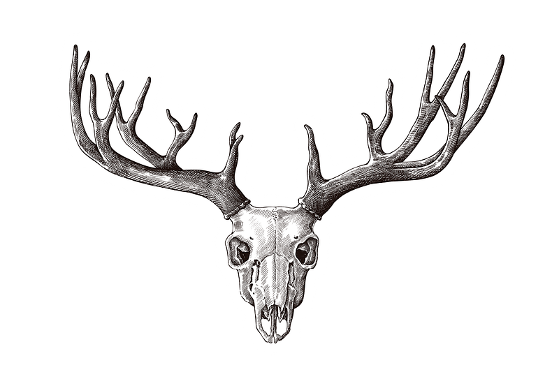 Deer skull png images free photos png stickers wallpapers backgrounds