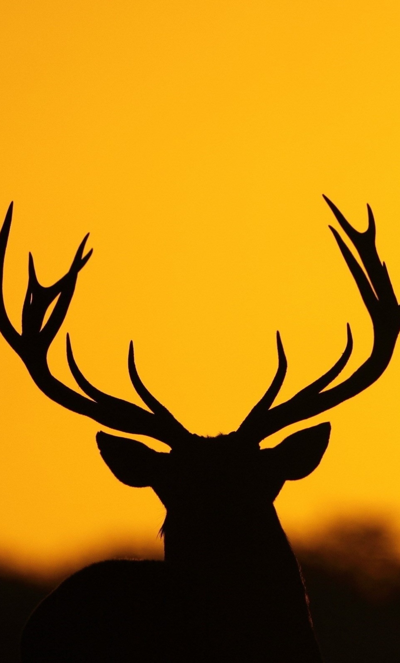 Download Free 100 + antler wallpaper