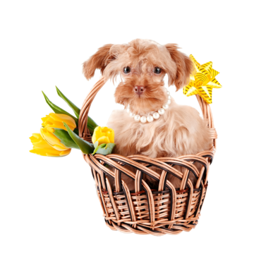 Wattled basket png transparent images free download vector files