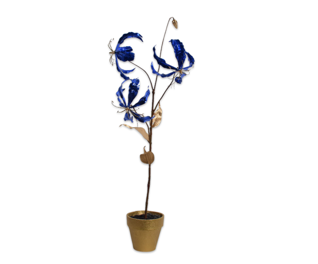 Gloriosa ipot goldblue cm