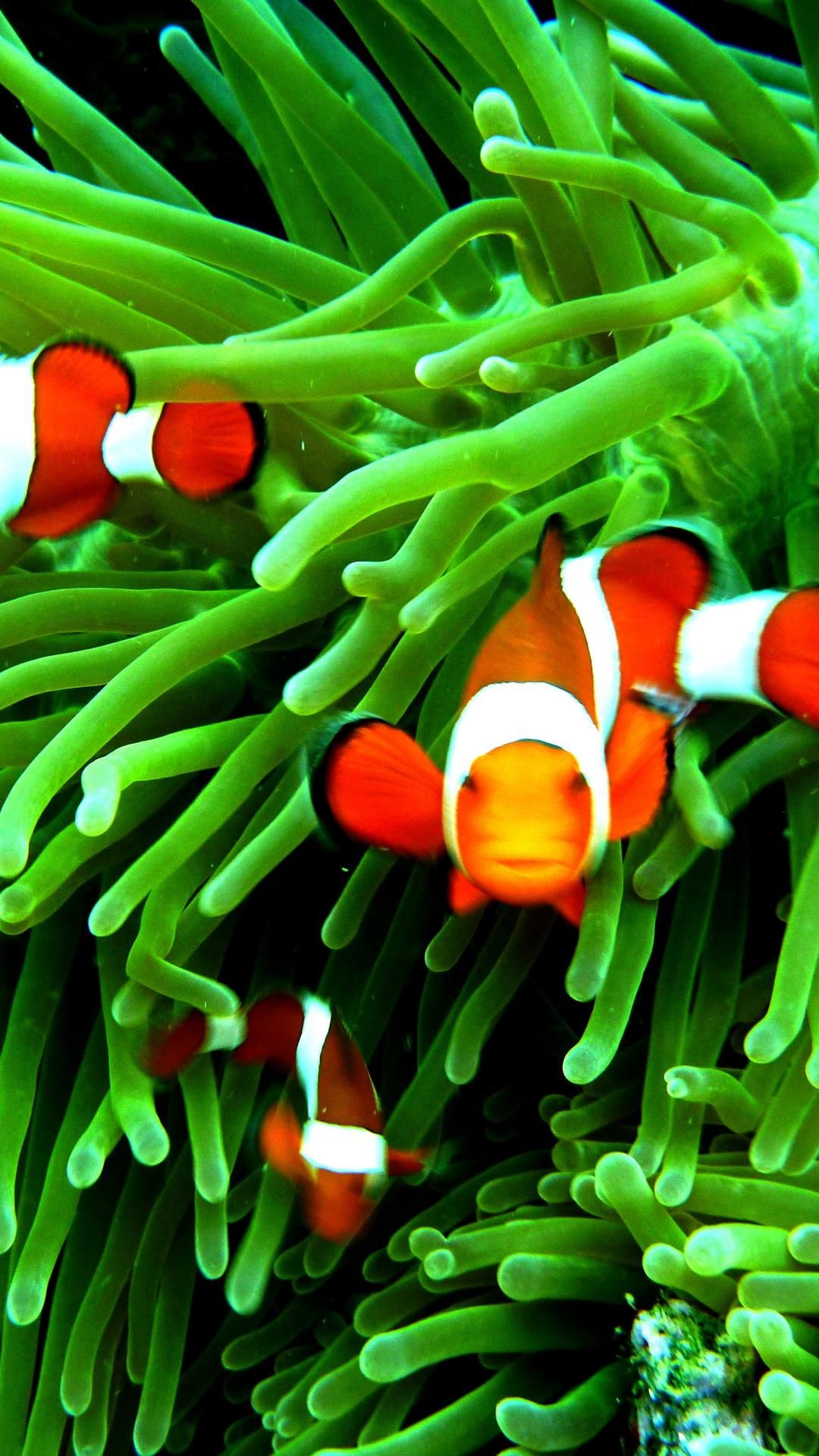 Iphone clownfish wallpaper k mywallpapers site animal wallpaper samsung wallpaper clown fish