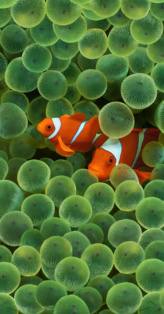 Apple releases clownfish wallpaper used to launch original iphone download in full resolution