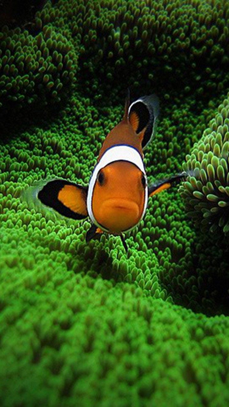 Iphone clownfish k wallpapers