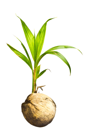 Plant section png transparent images free download vector files