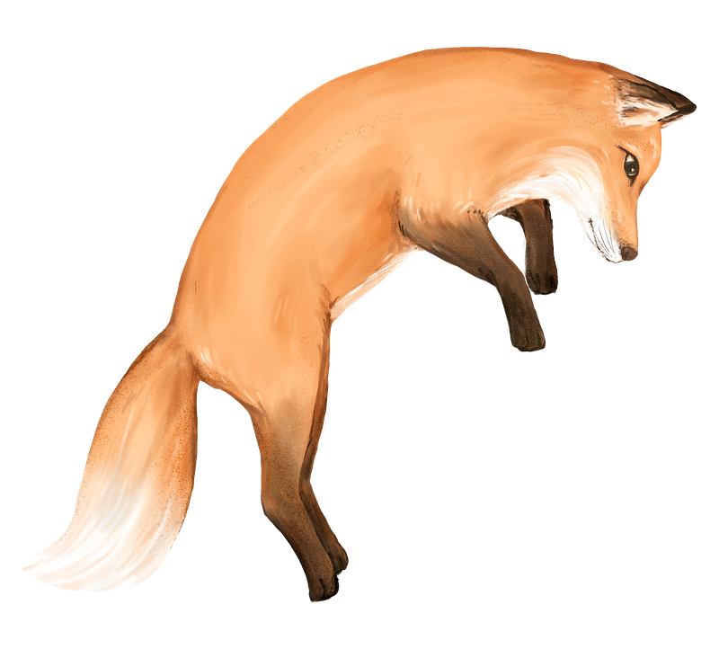 Public domain fox images free photos png stickers wallpapers backgrounds