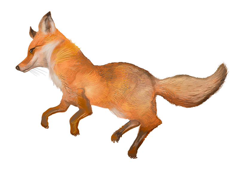 Public domain fox images free photos png stickers wallpapers backgrounds