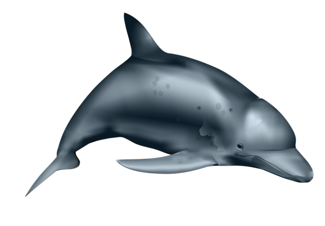 Dolphin image picryl