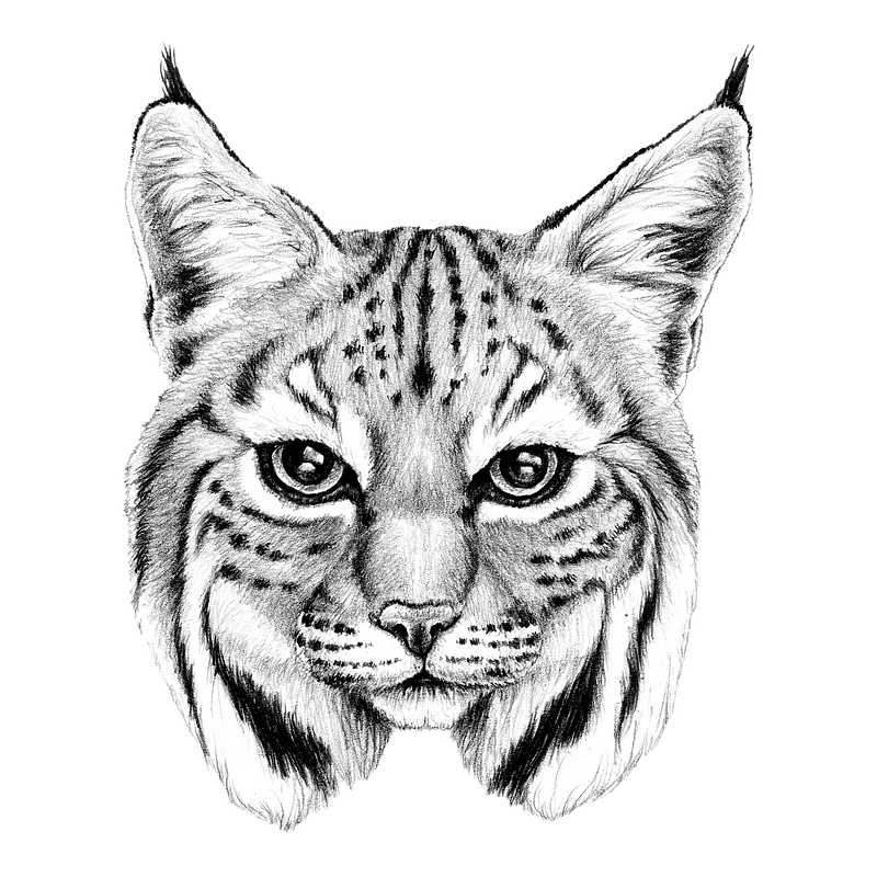 Bobcat images free photos png stickers wallpapers backgrounds